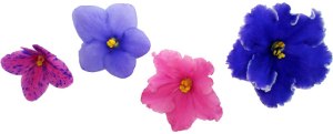 african-violet-bloom